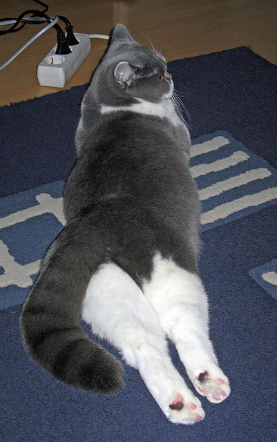 熊猫体育娱乐-极限自行车赛事挑战高难度路线，极限自行车挑战赛下载