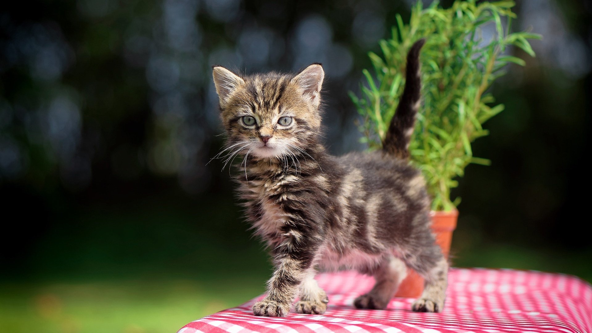 职业联赛采用综合评分机制评估教练执教能力,职业联赛教练干啥的